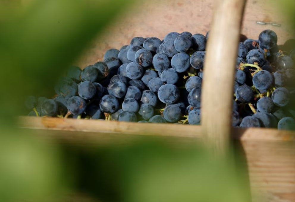 Freshly harvested Malbec grapes from the vineyard
