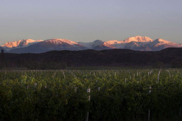 El Enemigo Wines Argentina